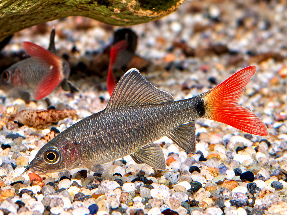 Feuerschwanz Epalzeorhynchos Labeo bicolor