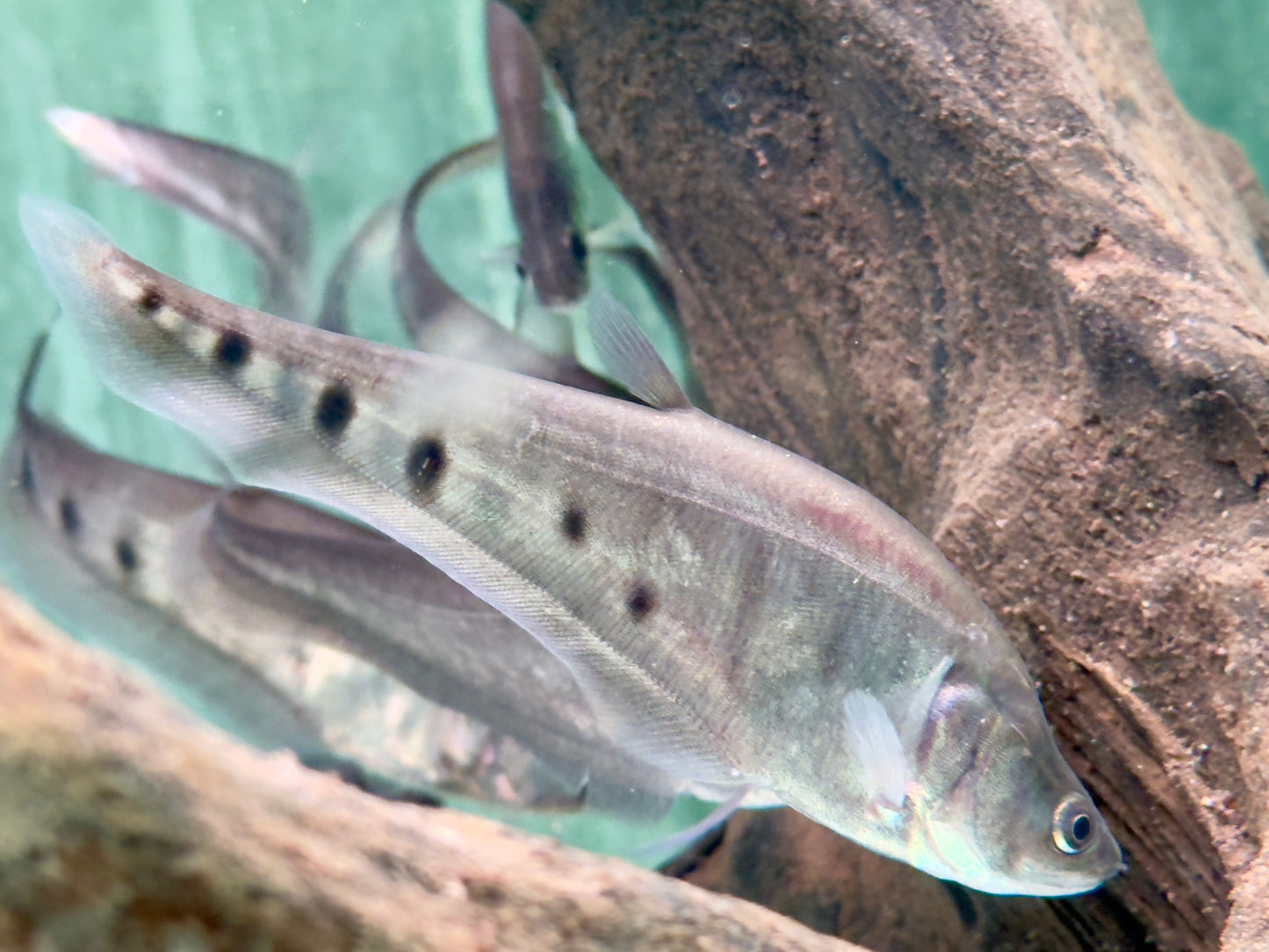 1000$ Tausenddollarfisch Chitala ornata Notopterus chitalai