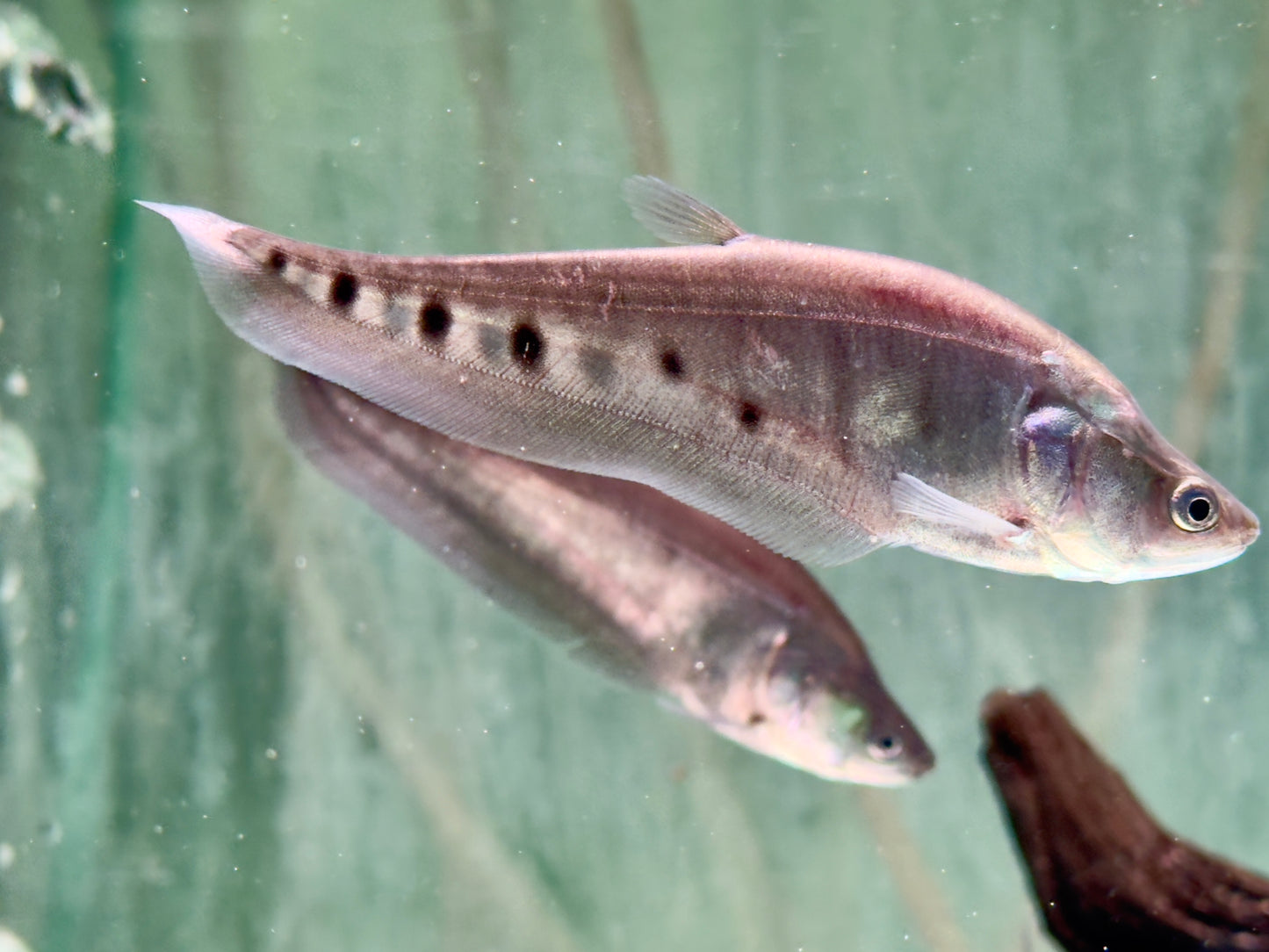 1000$ Tausenddollarfisch Chitala ornata Notopterus chitalai