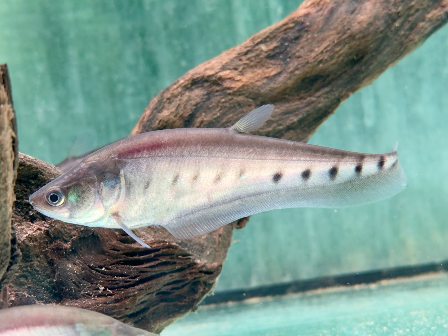 1000$ Tausenddollarfisch Chitala ornata Notopterus chitalai