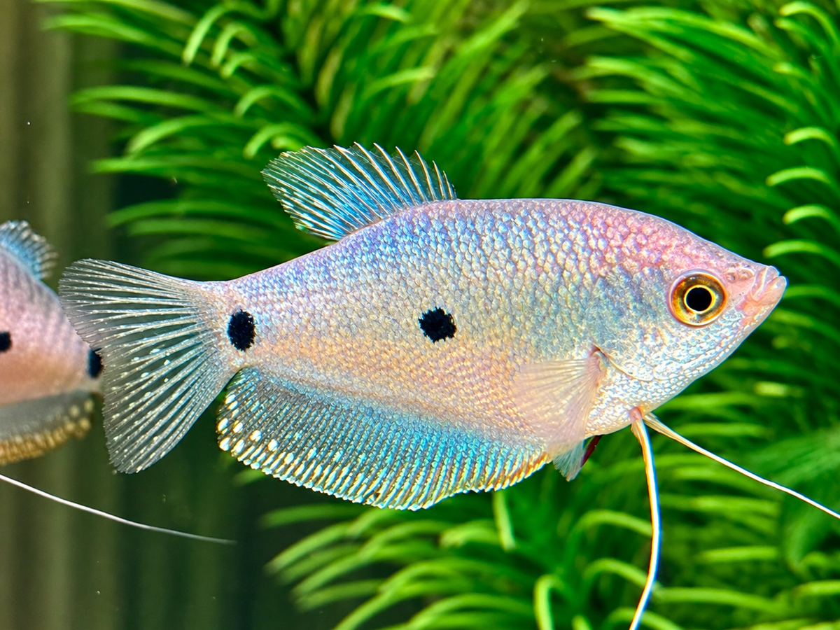 Blauer Fadenfisch Trichopodus / Trichogaster trichopterus