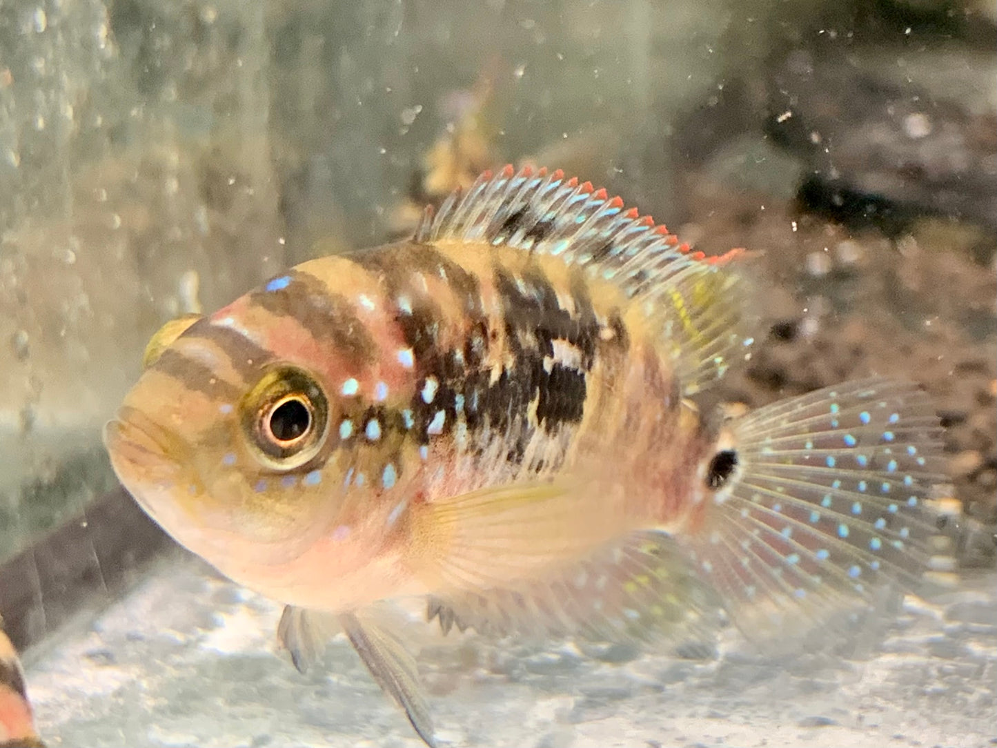 Achtbindenbuntbarsch Rocio octofasciata