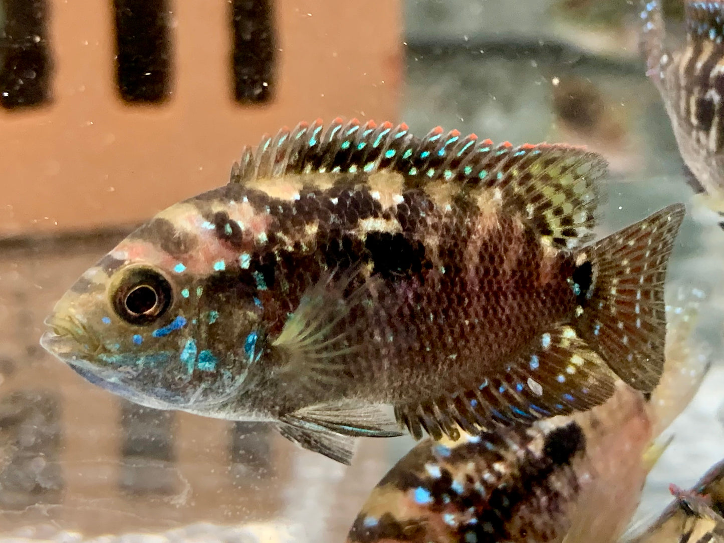 Achtbindenbuntbarsch Rocio octofasciata