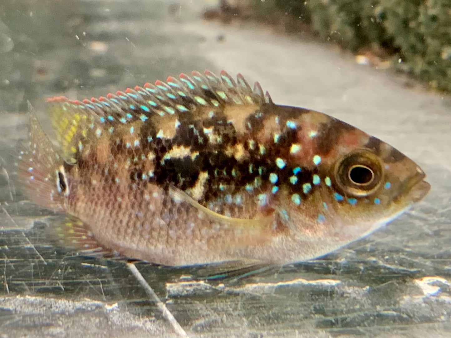 Achtbindenbuntbarsch Rocio octofasciata