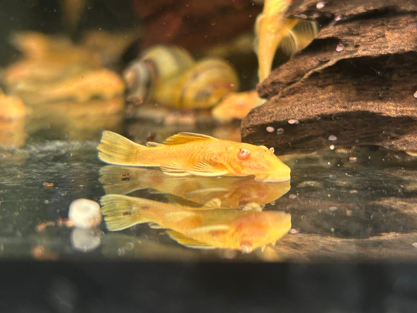 Goldener Antennenwels Ancistrus sp. albino