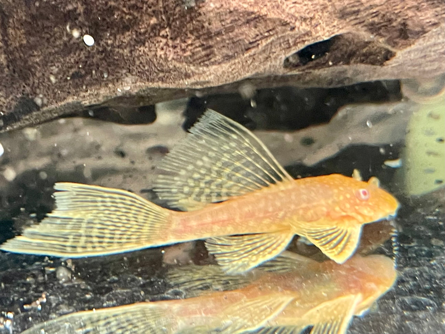 Albino Antennenwels Schleier Ancistrus spec Long Fin