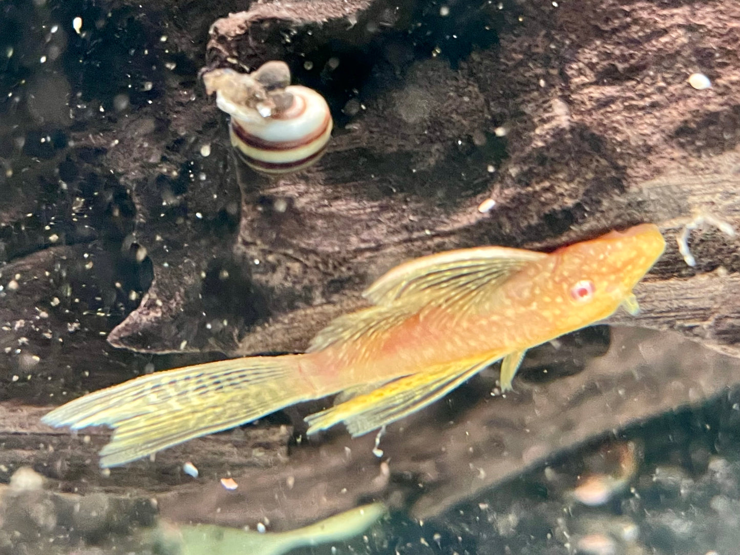 Albino Antennenwels Schleier Ancistrus spec Long Fin