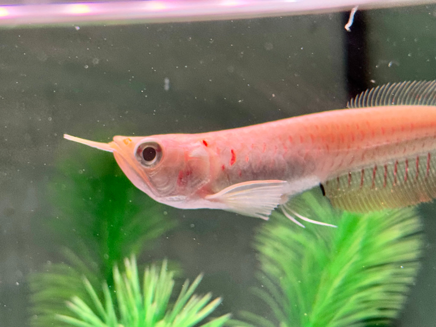 Albino Arowana Silbergabelbart Osteoglossum bicirrhosum