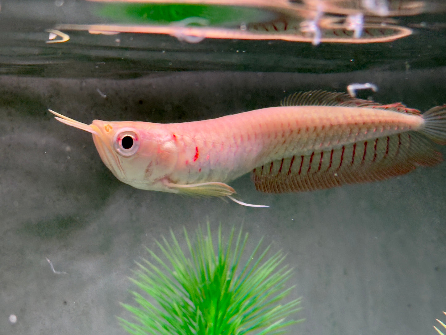 Albino Arowana Silbergabelbart Osteoglossum bicirrhosum