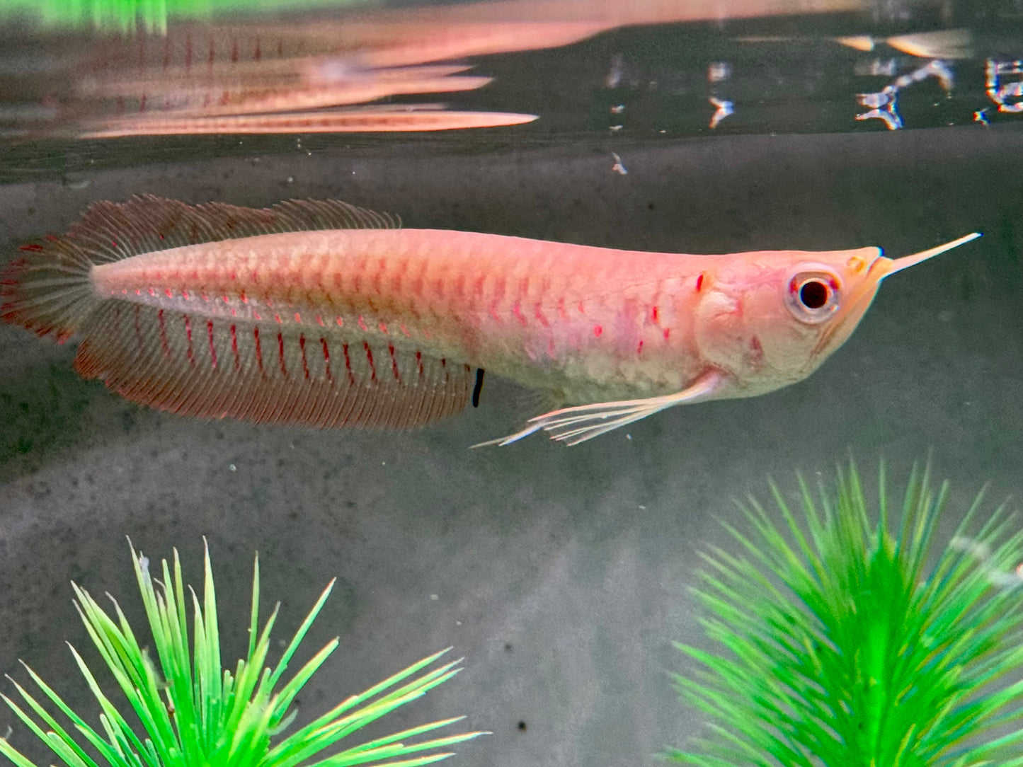 Albino Arowana Silbergabelbart Osteoglossum bicirrhosum