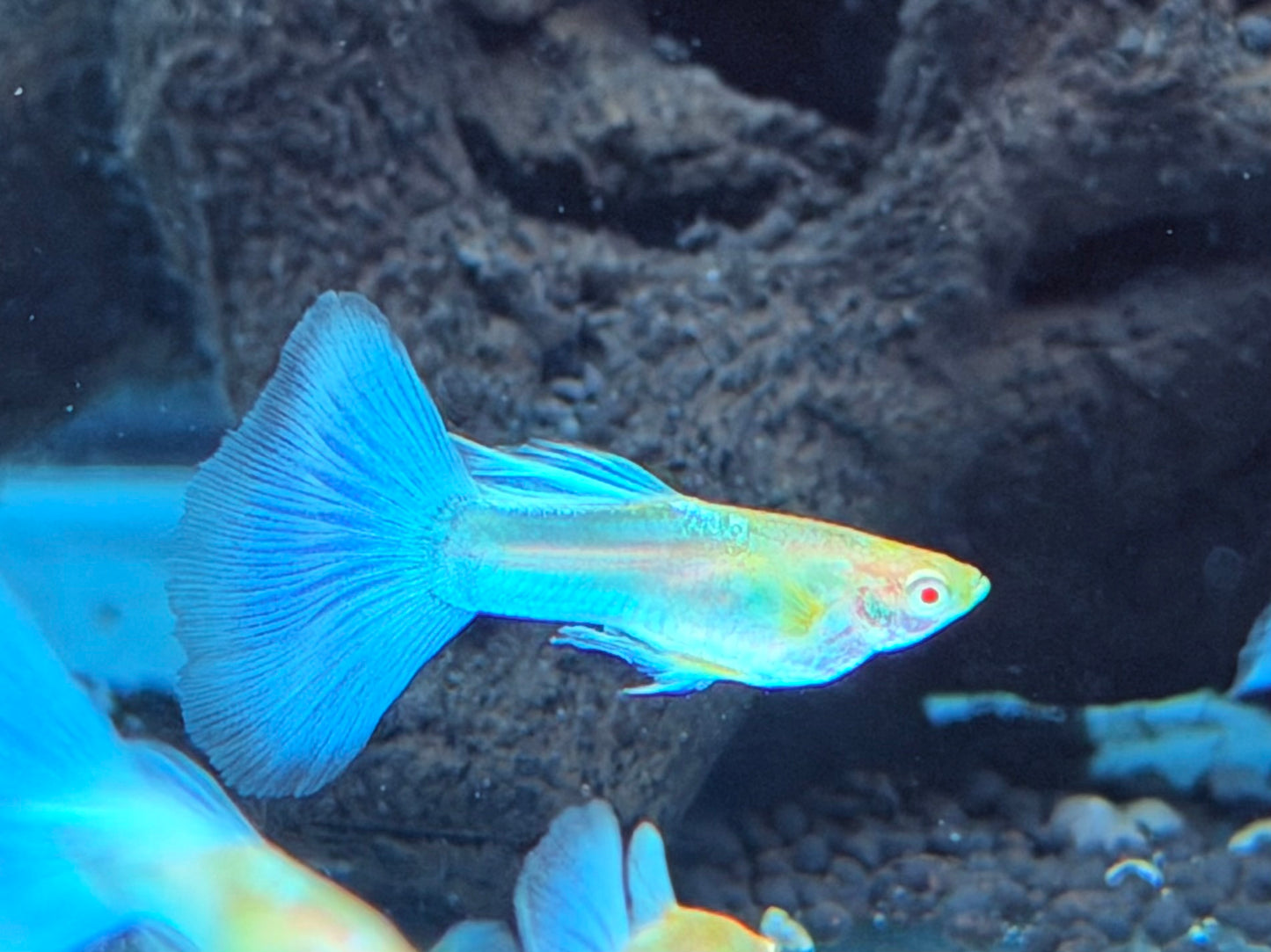 Albino Blue Topaz Guppy Poecilia reticulata Männchen