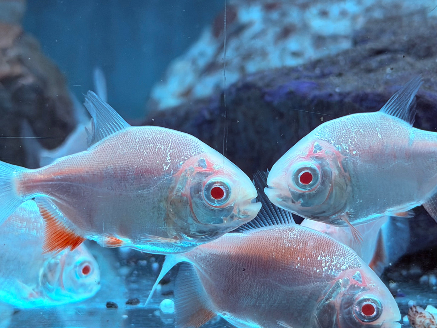 Albino Pacu Colossoma brachypomus Albino 5-5,5 cm