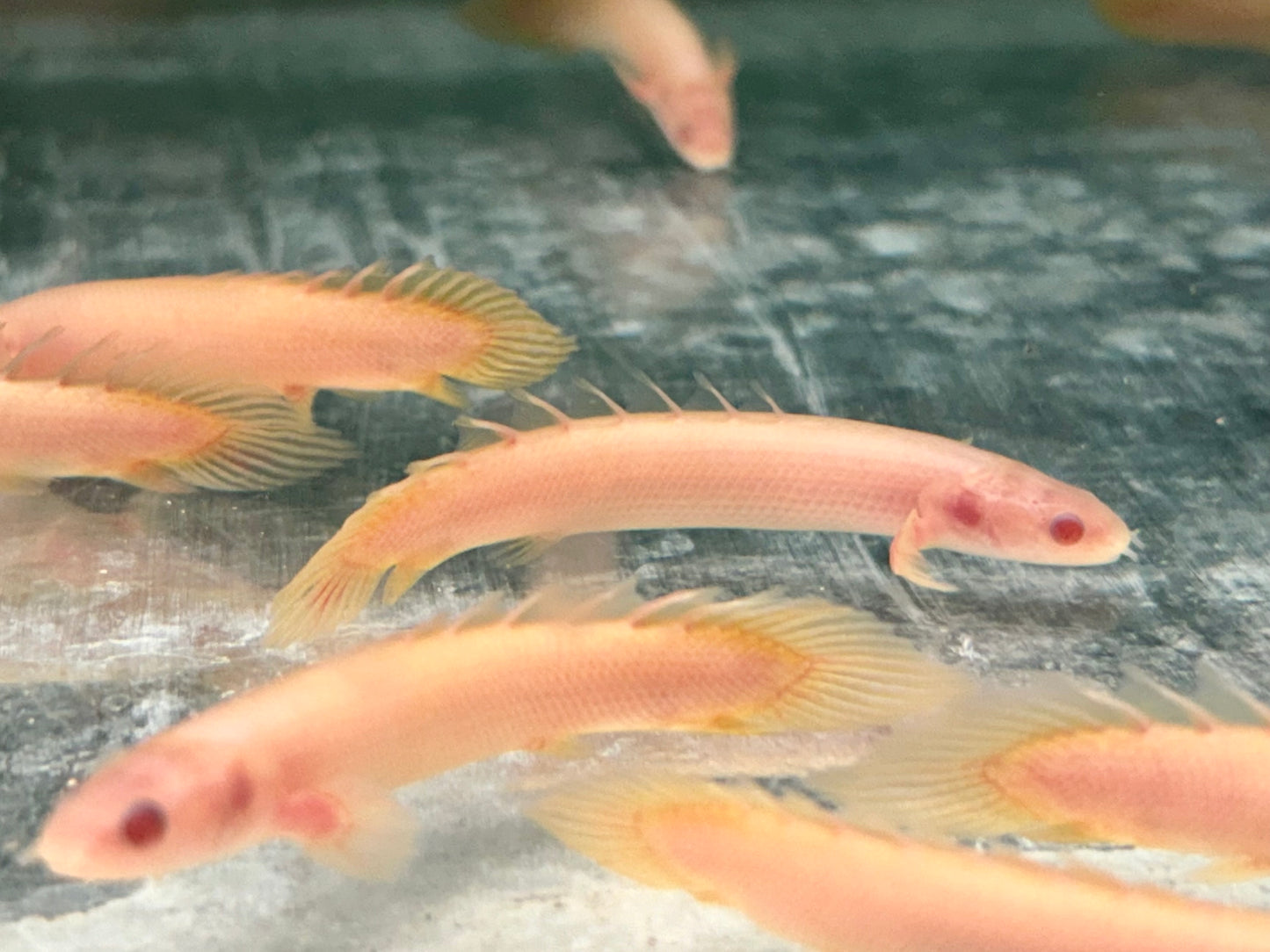 Senegal Flösselhecht Albino Polypterus senegalus
