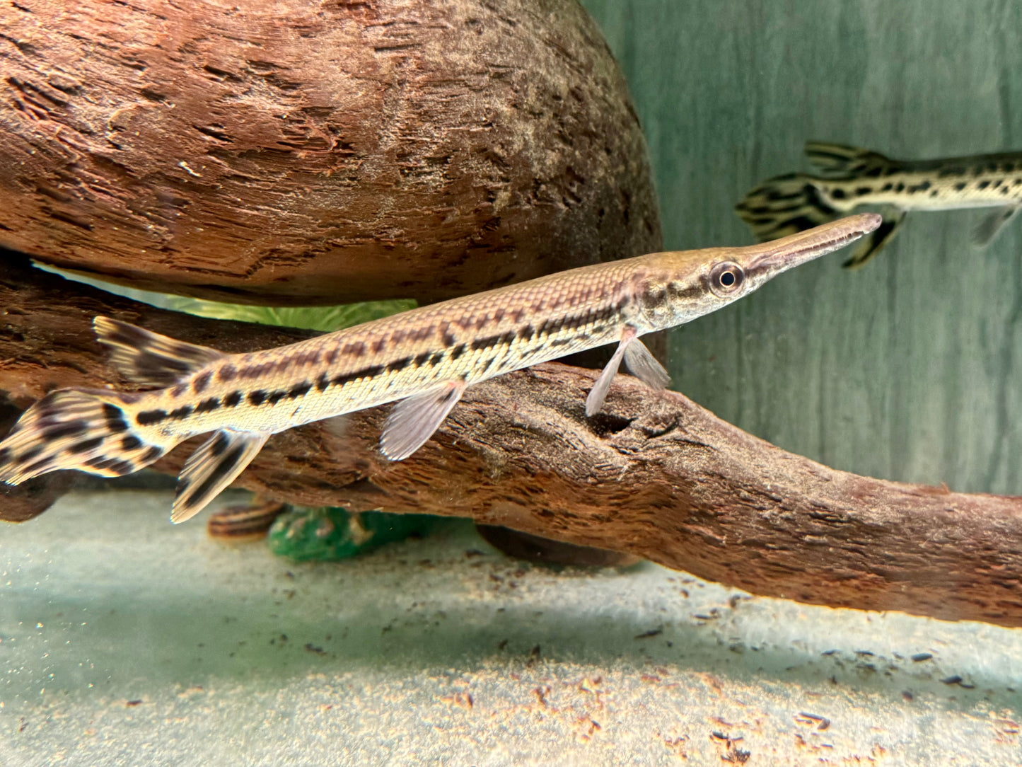 Alligatorhecht Atractosteus Lepisosteus spatula