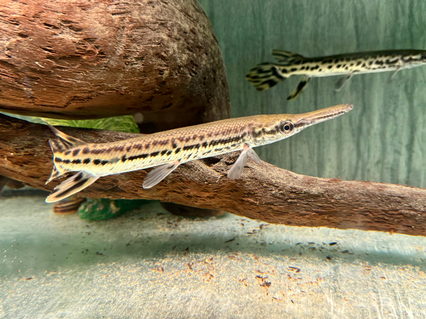 Alligatorhecht Atractosteus Lepisosteus spatula