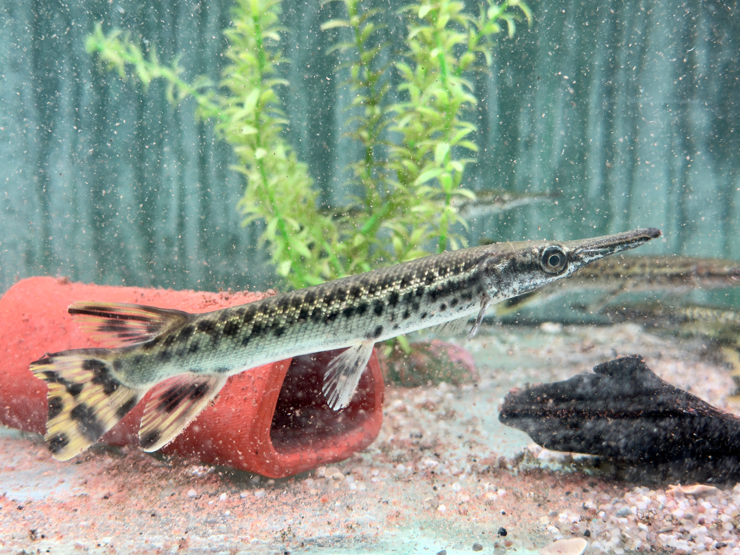 Alligatorhecht Atractosteus Lepisosteus spatula