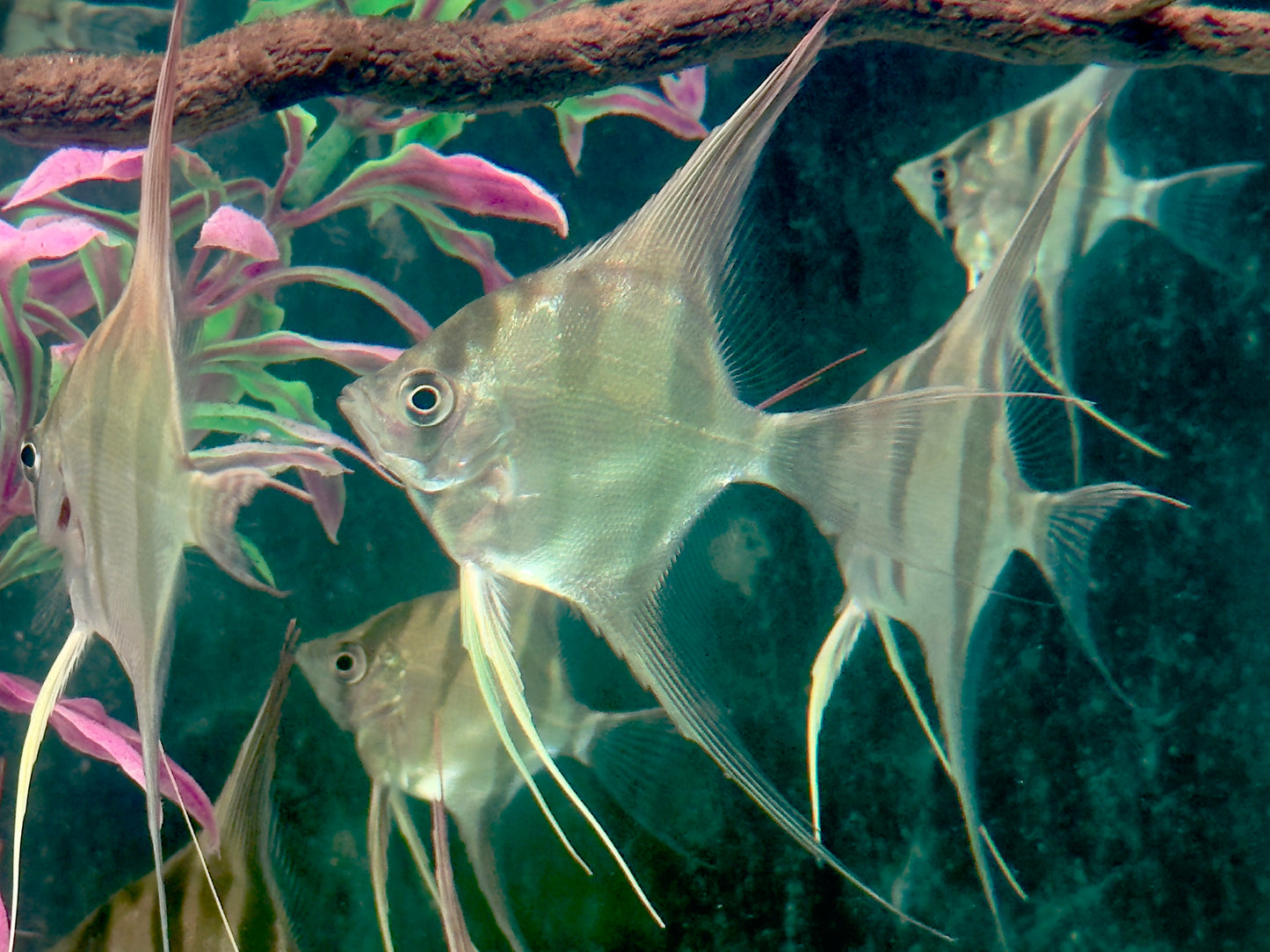 Altum Skalar Pterophyllum altum NZ 3,5-4 cm Köperdurchmesser