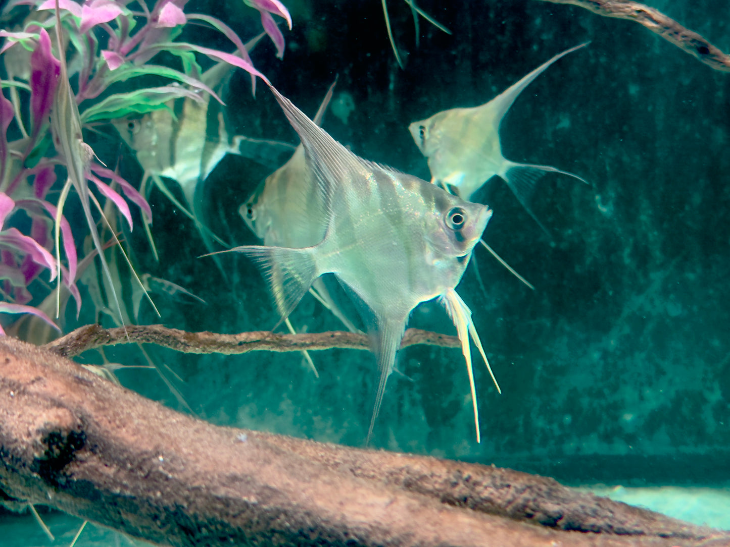 Altum Skalar Pterophyllum altum NZ 3,5-4 cm Köperdurchmesser