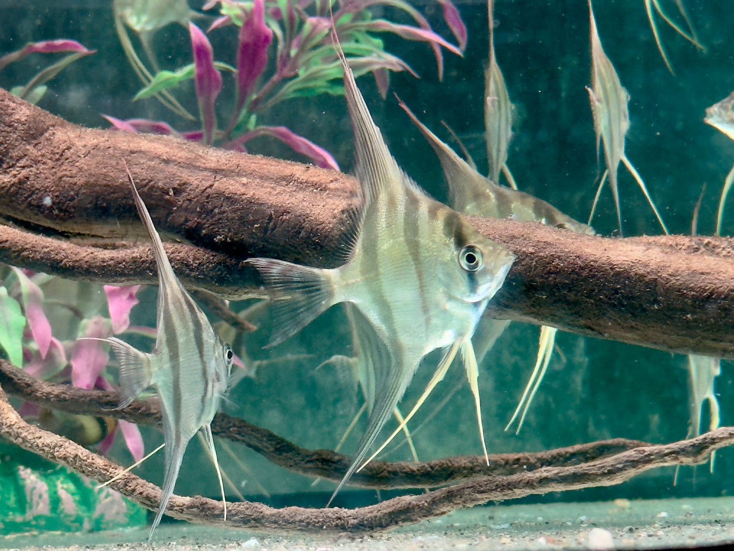 Altum Skalar Pterophyllum altum NZ 3,5-4 cm Köperdurchmesser