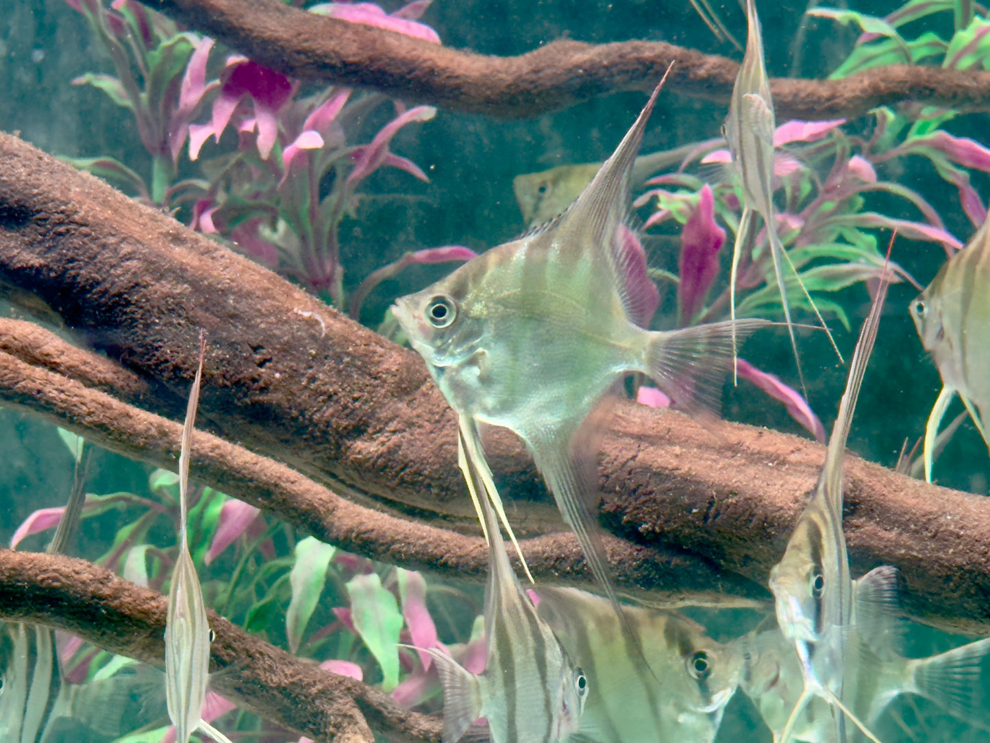 Altum Skalar Pterophyllum altum NZ 3,5-4 cm Köperdurchmesser