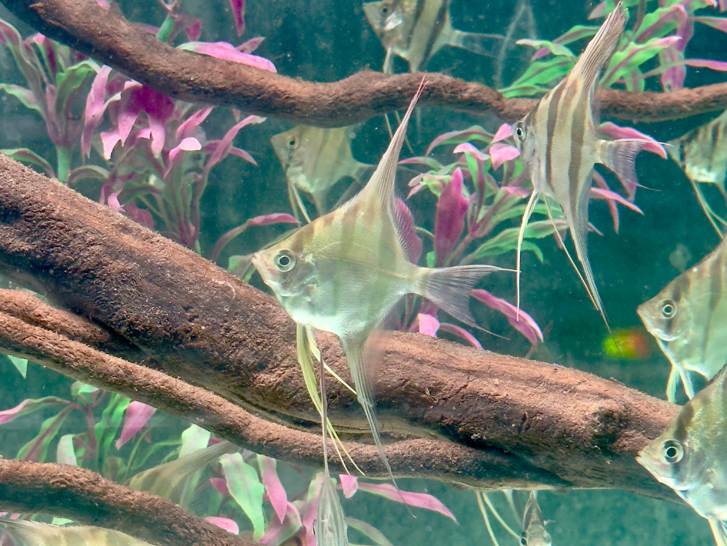 Altum Skalar Pterophyllum altum NZ 3,5-4 cm Köperdurchmesser