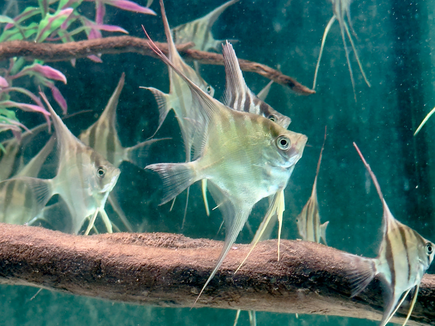 Altum Skalar Pterophyllum altum NZ 3,5-4 cm Köperdurchmesser