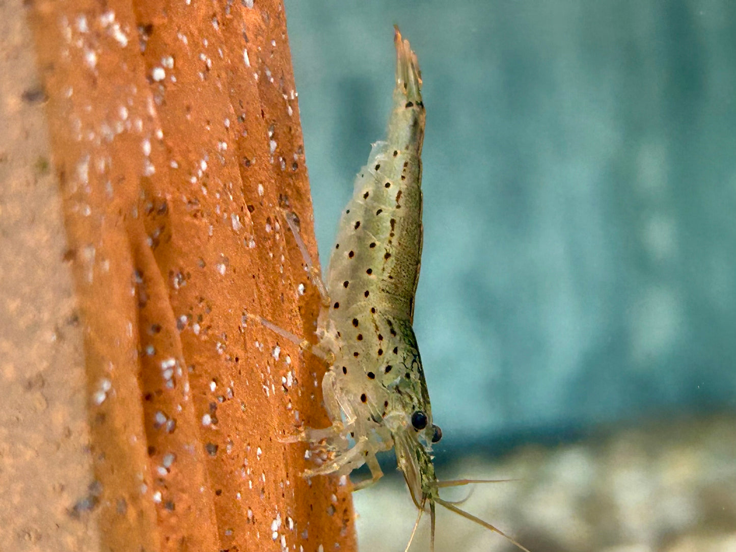 Amano Garnele Caridina multidentata S