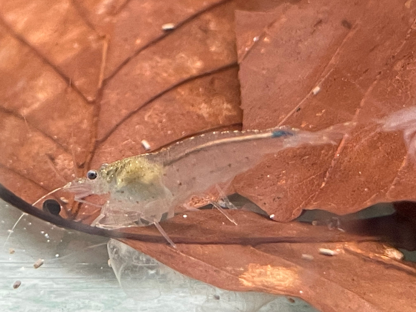 Amano Garnele Caridina multidentata L-XL