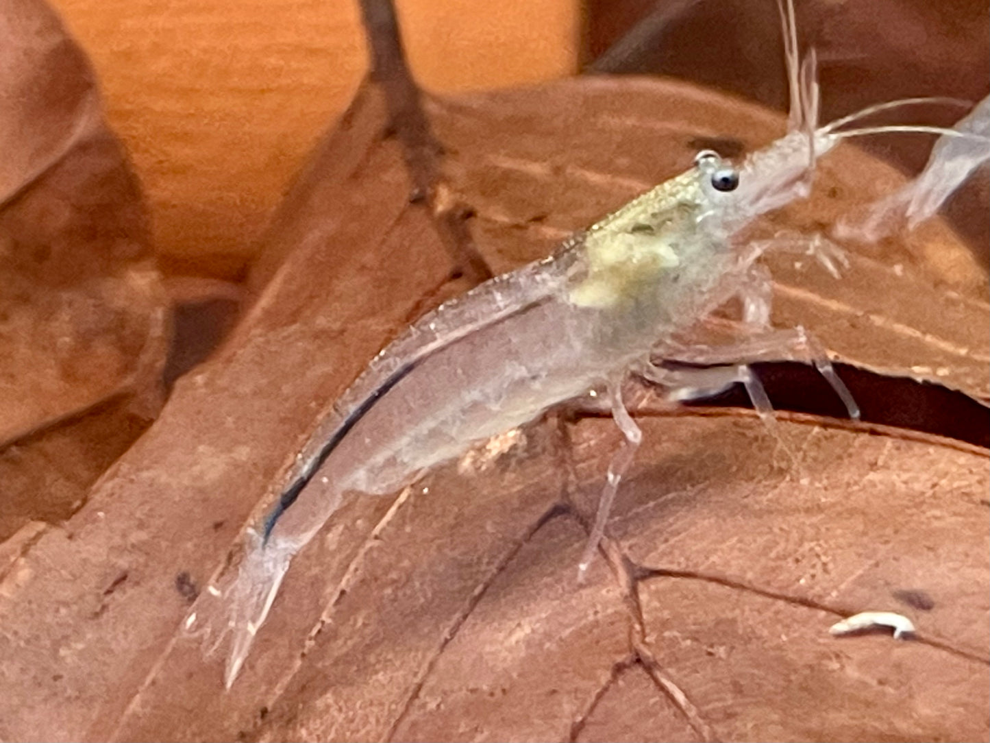 Amano Garnele Caridina multidentata L-XL