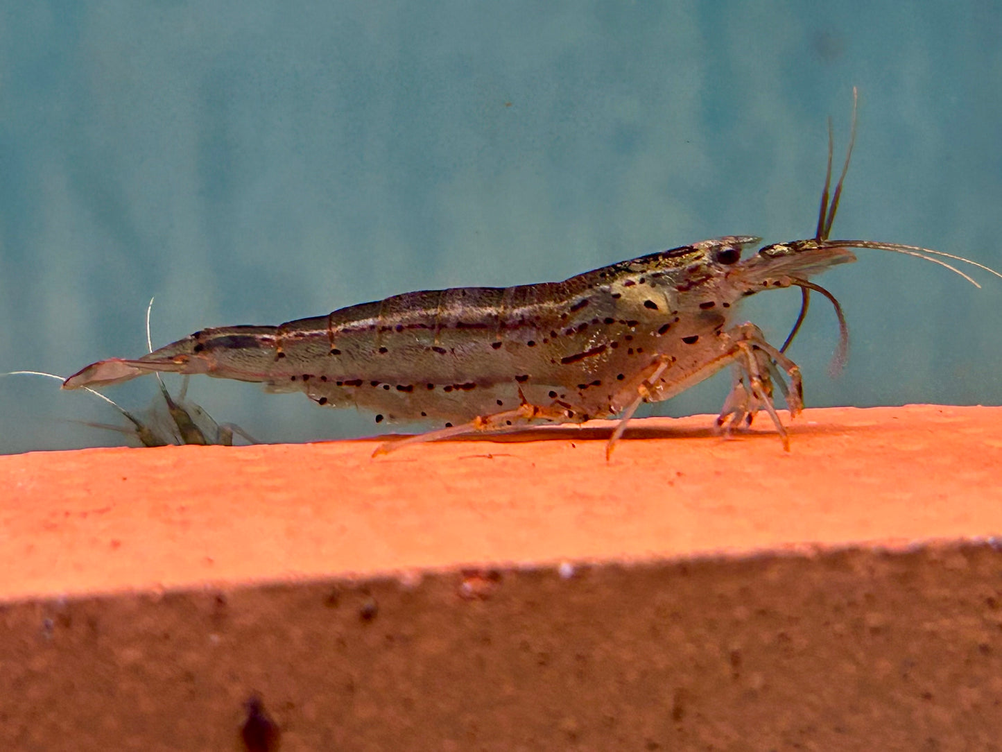 Amano Garnele Caridina multidentata L-XL