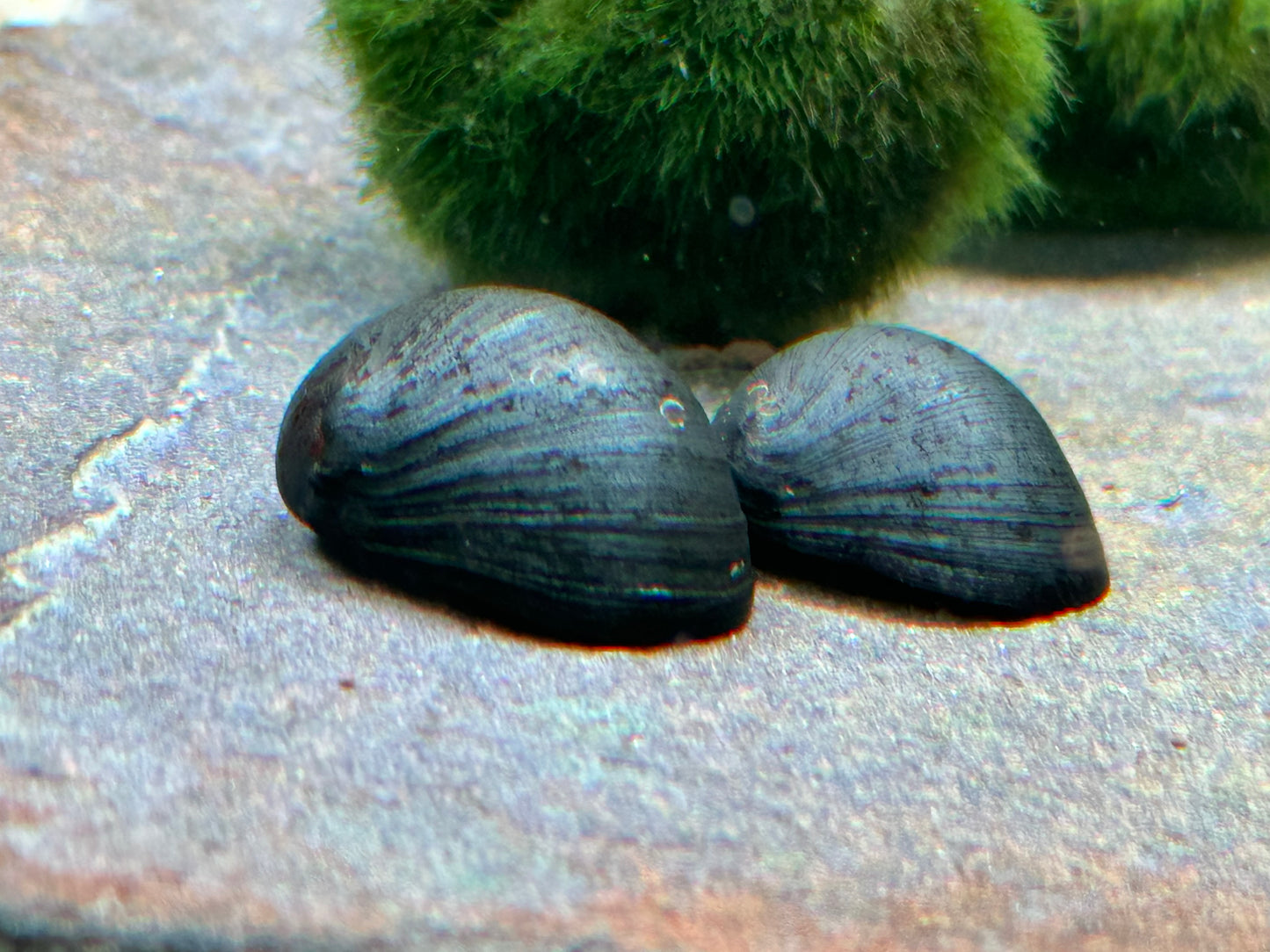 Anthrazit Napfschnecke Stahlhelmschnecke Neritina pulligera