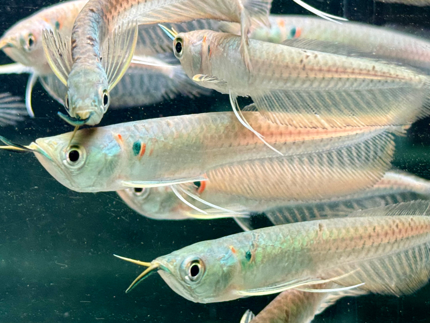 Arowana Silbergabelbart Osteoglossum bicirrhosum 8-10 cm