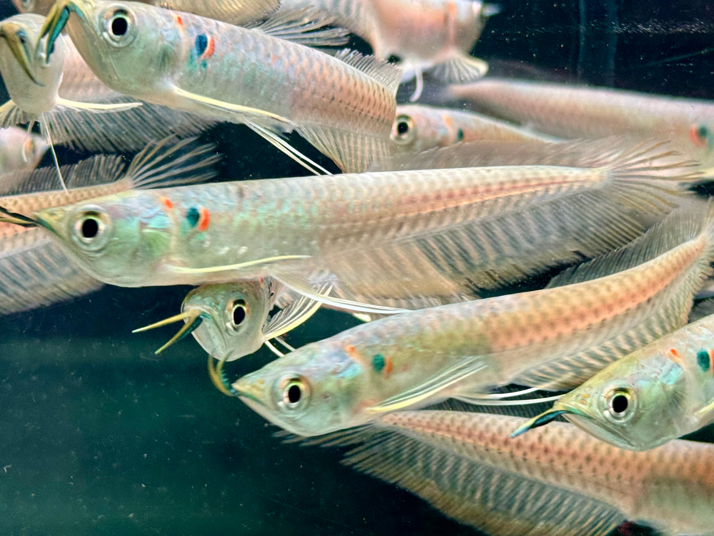Arowana Silbergabelbart Osteoglossum bicirrhosum 8-10 cm