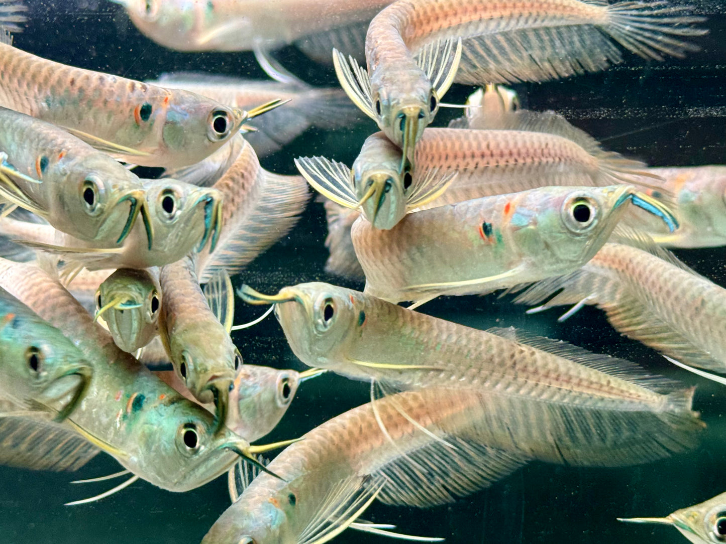 Arowana Silbergabelbart Osteoglossum bicirrhosum 8-10 cm