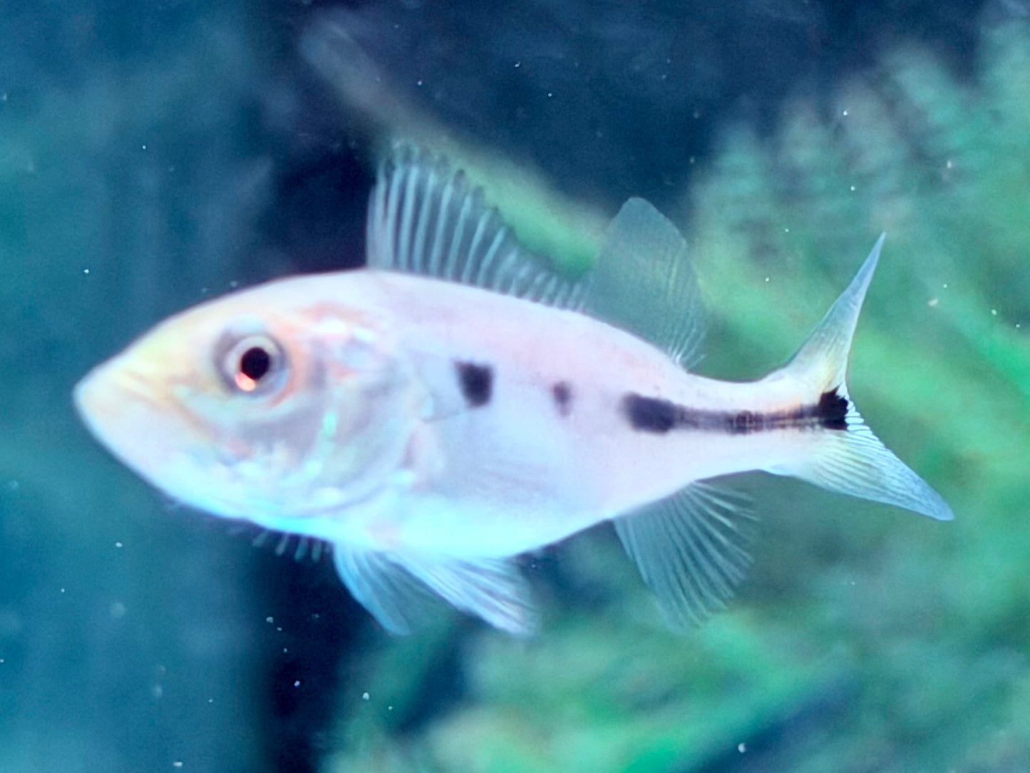 Augenfleck Kammbuntbarsch Cichla orinocensis 4-5 cm