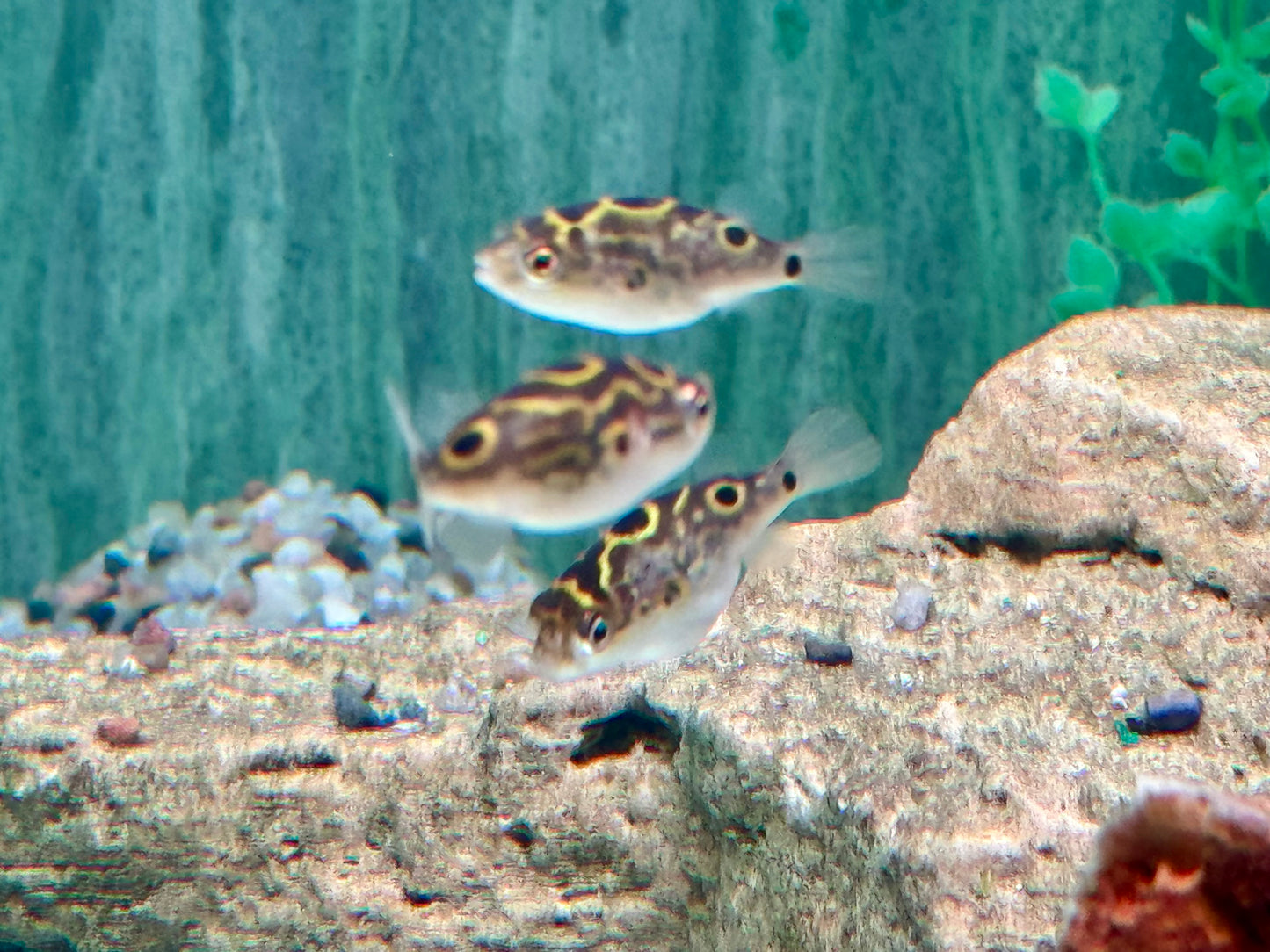 Augenfleck Kugelfisch I Palembang Kugelfisch Tetraodon biocellatus