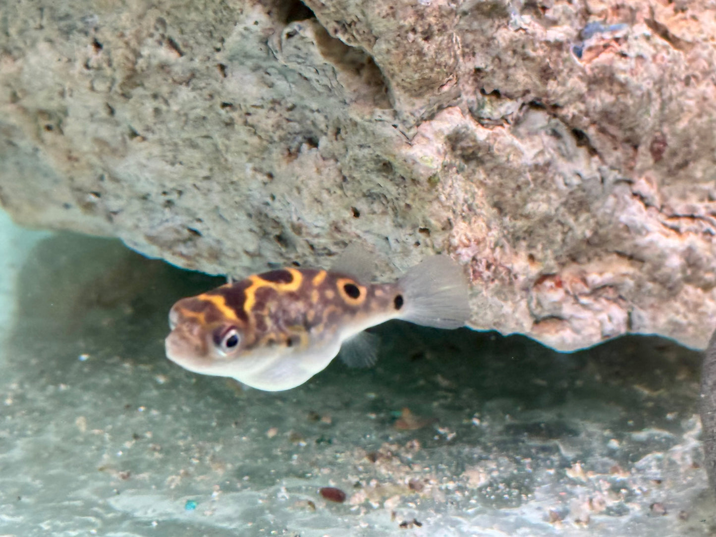 Augenfleck Kugelfisch I Palembang Kugelfisch Tetraodon biocellatus