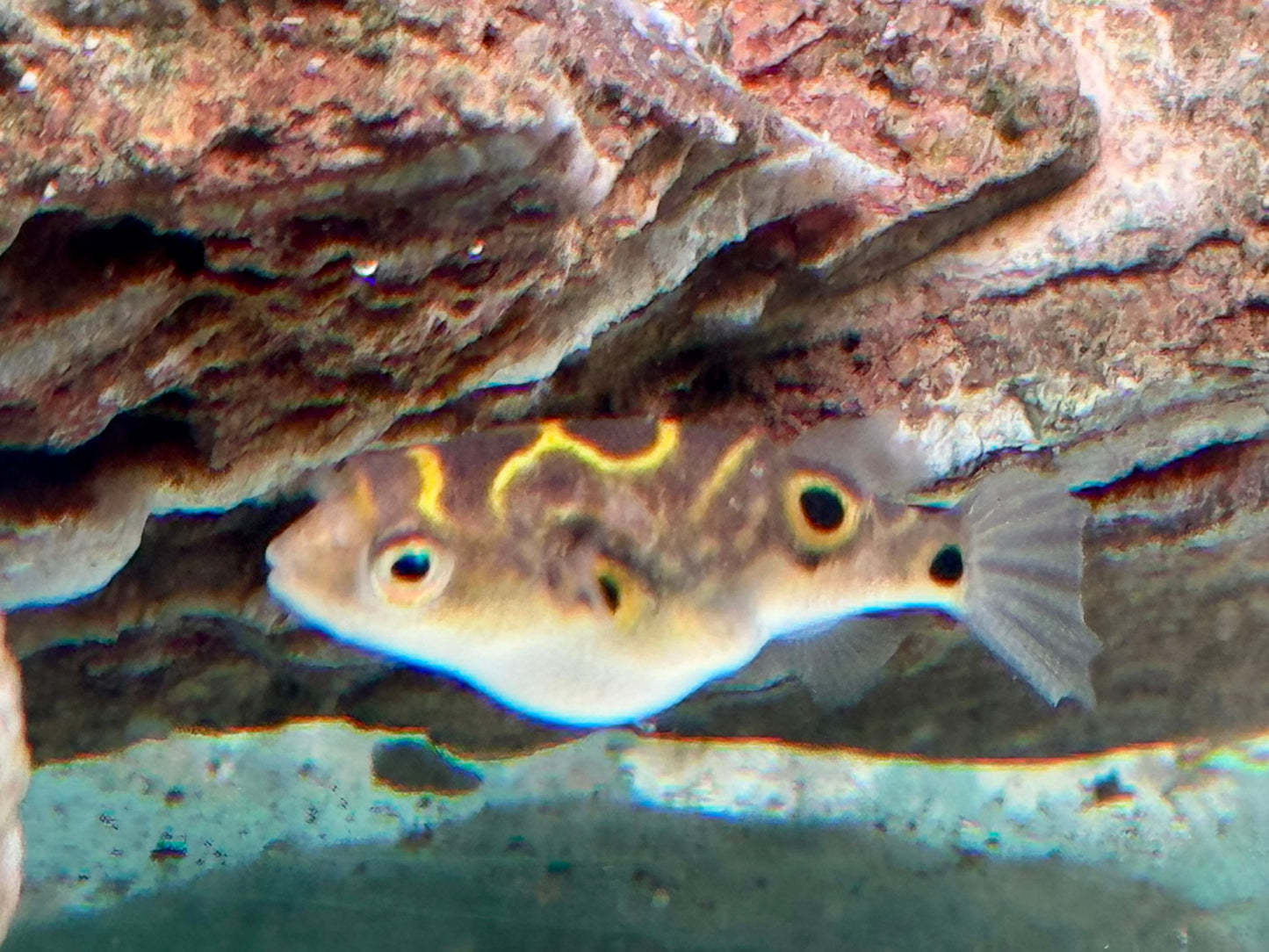 Augenfleck Kugelfisch I Palembang Kugelfisch Tetraodon biocellatus