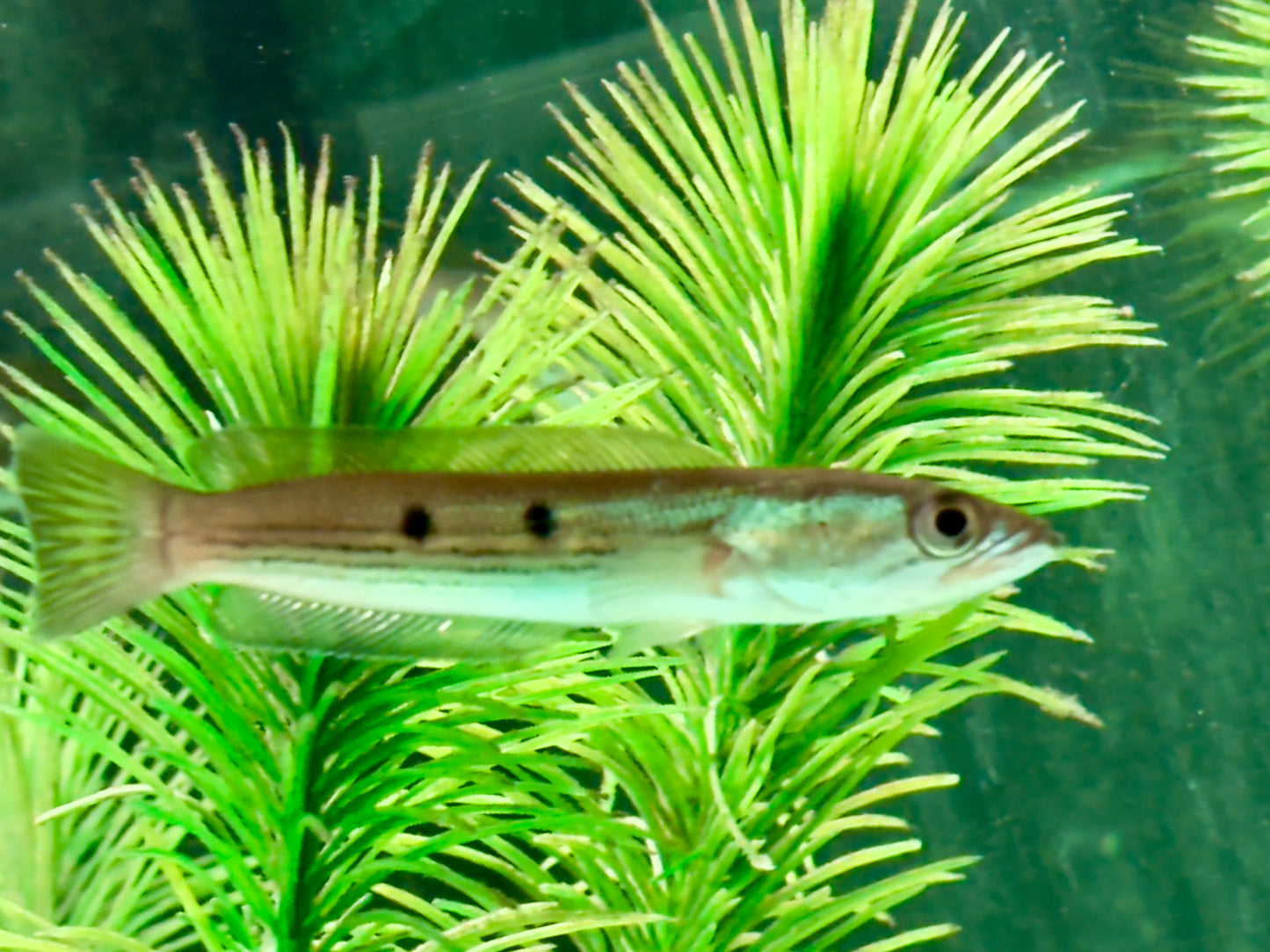 Augenfleck Schlangenkopffisch Channa pleurophthalma