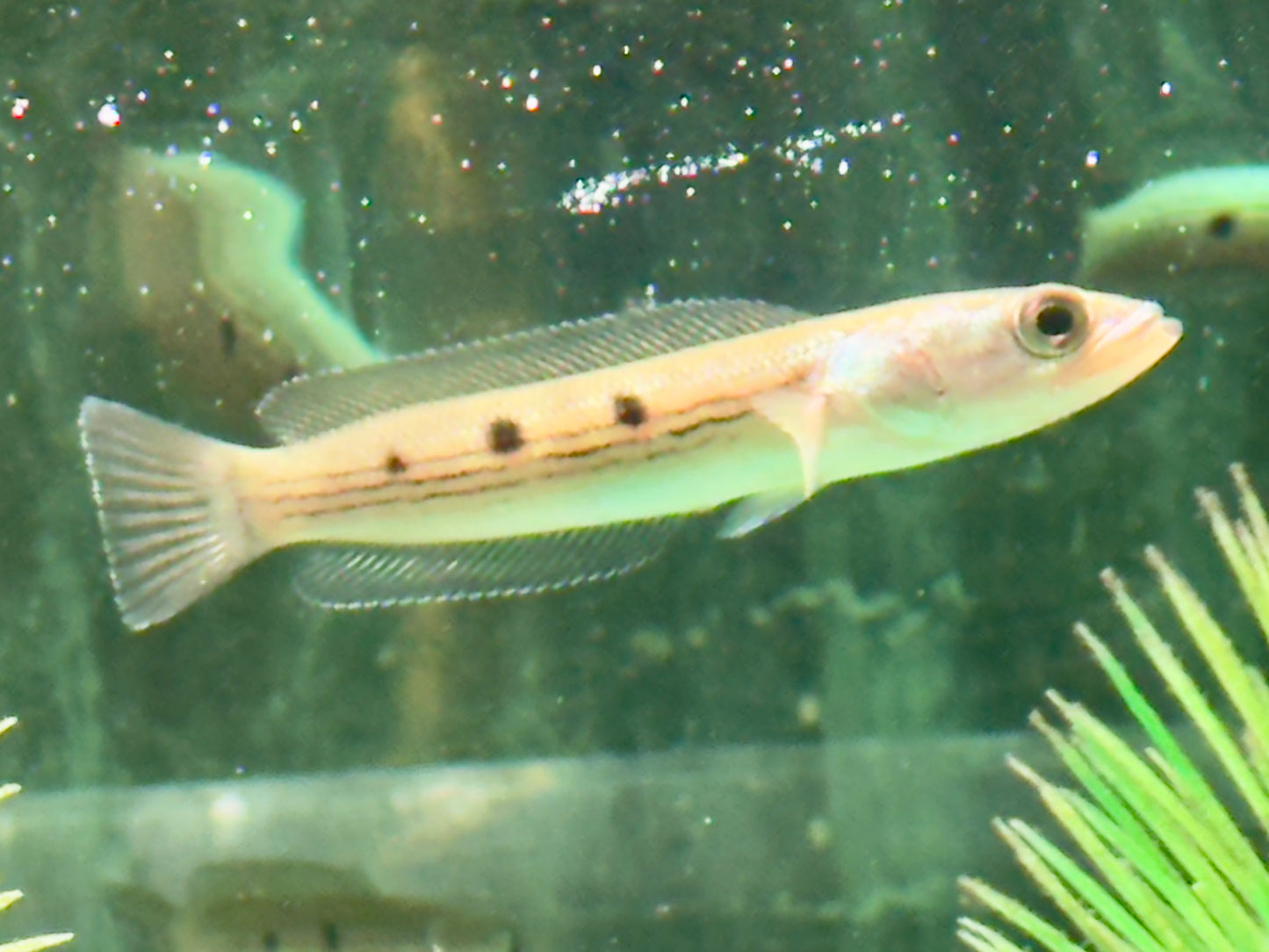Augenfleck Schlangenkopffisch Channa pleurophthalma