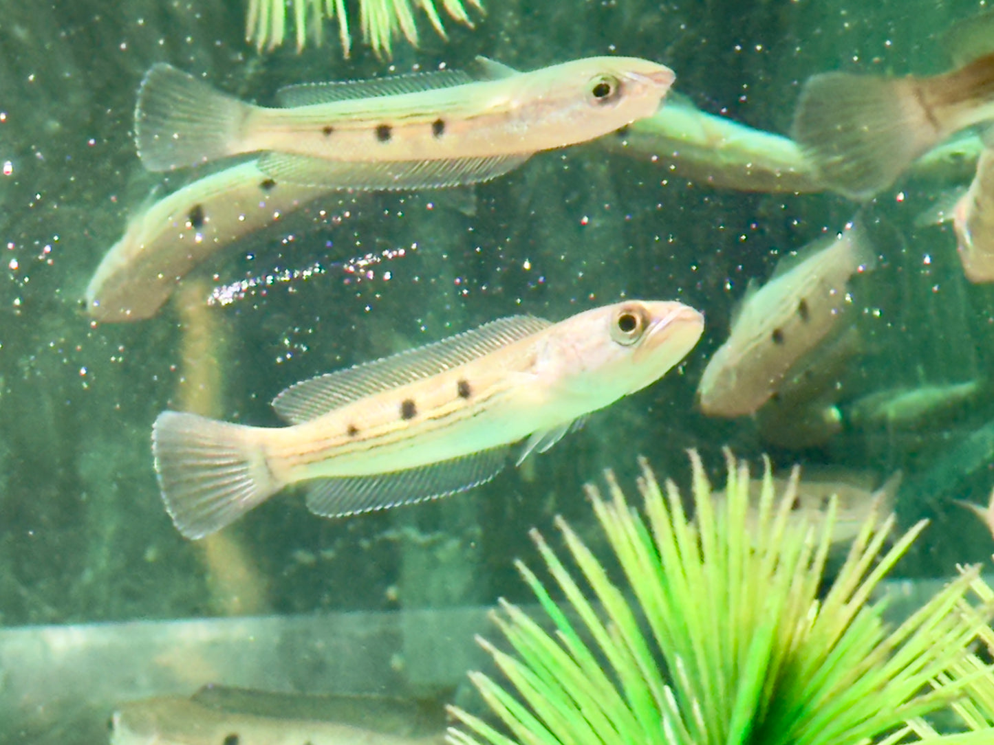 Augenfleck Schlangenkopffisch Channa pleurophthalma