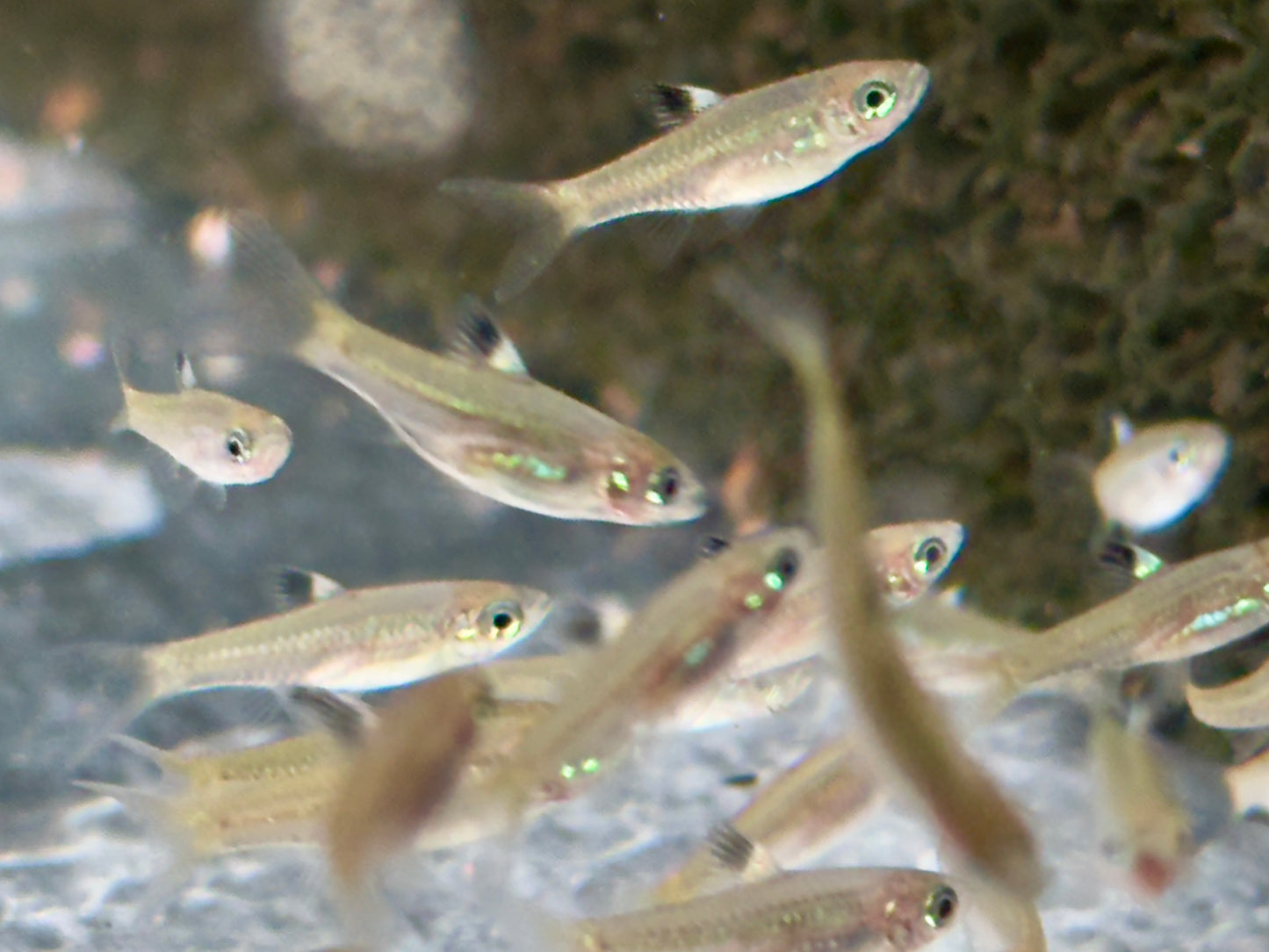 Augenfleckbärbling Rasbora Brevibora dorsiocellata