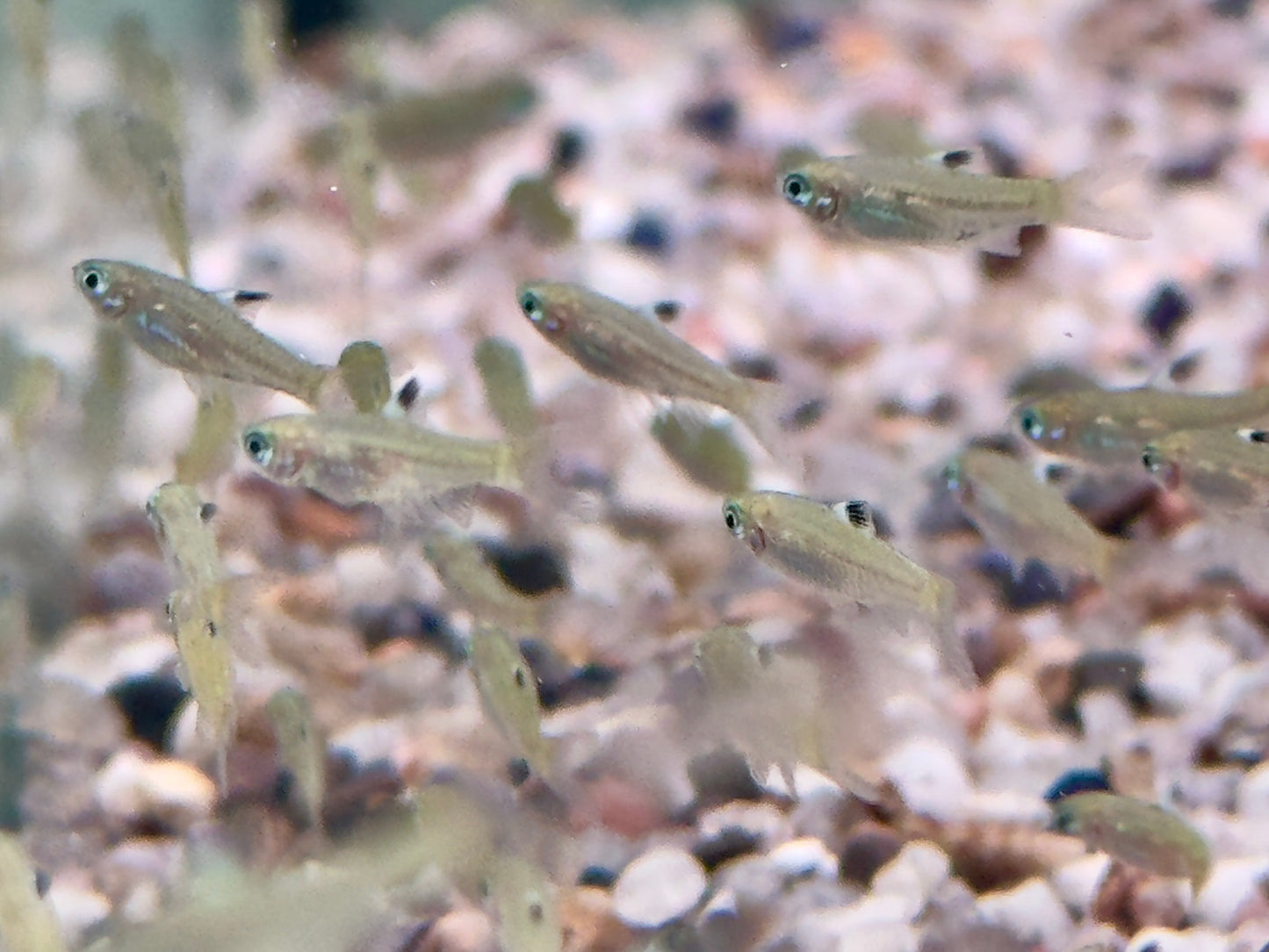 Augenfleckbärbling Rasbora Brevibora dorsiocellata
