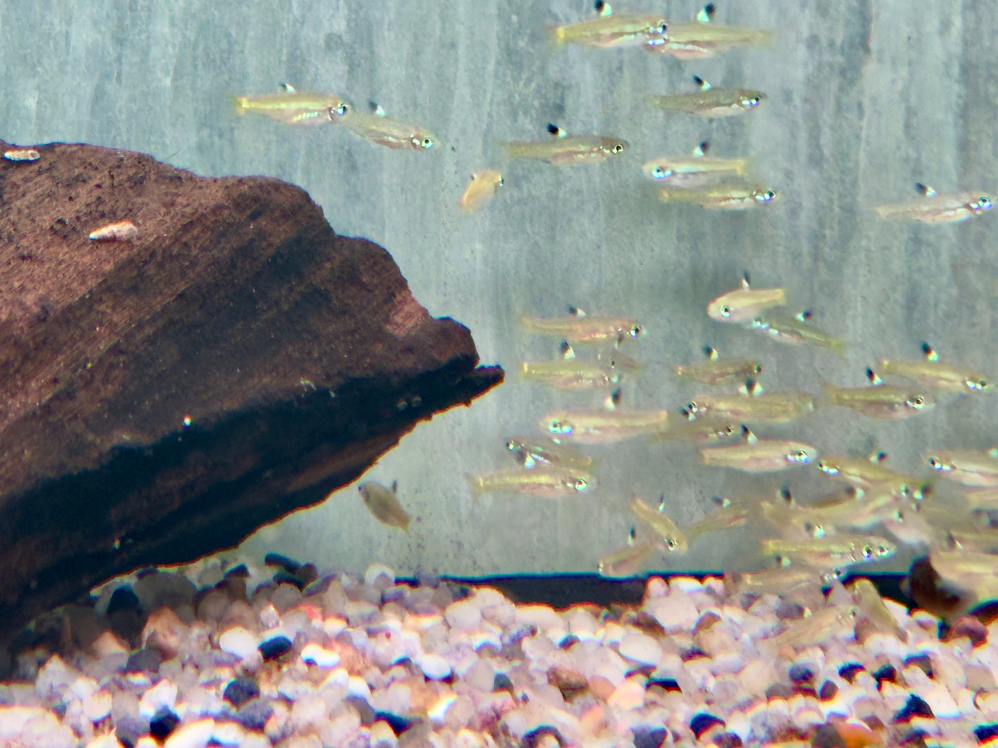 Augenfleckbärbling Rasbora Brevibora dorsiocellata