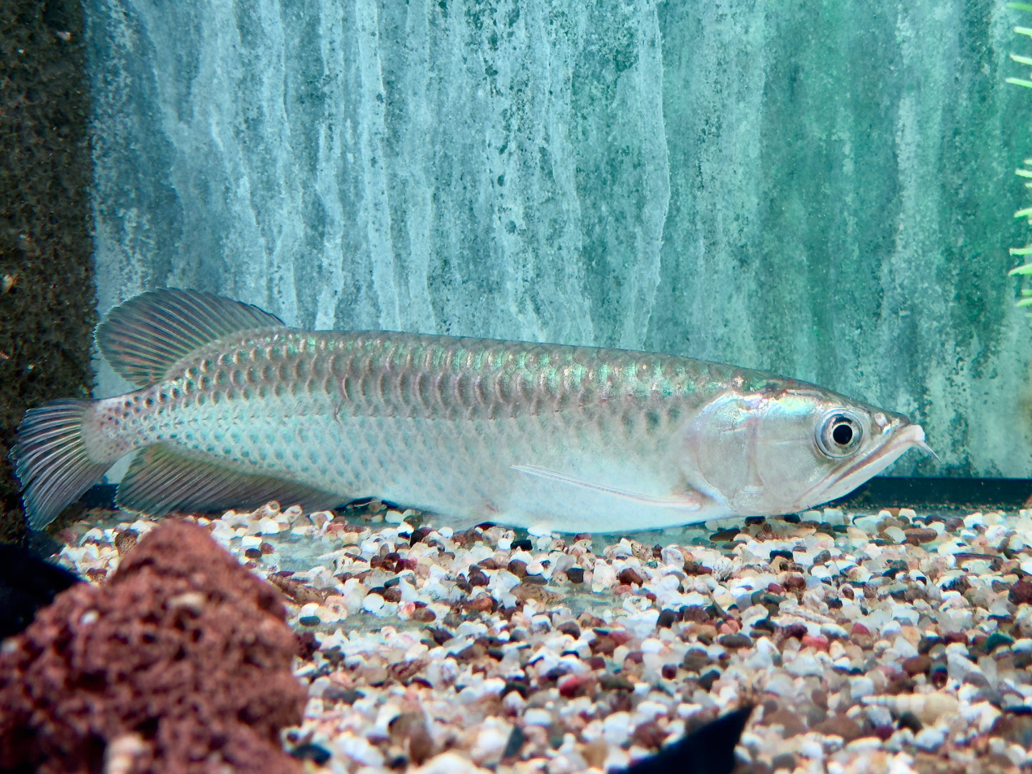 Australischer Knochenzüngler Scleropages jardini 15-17 cm