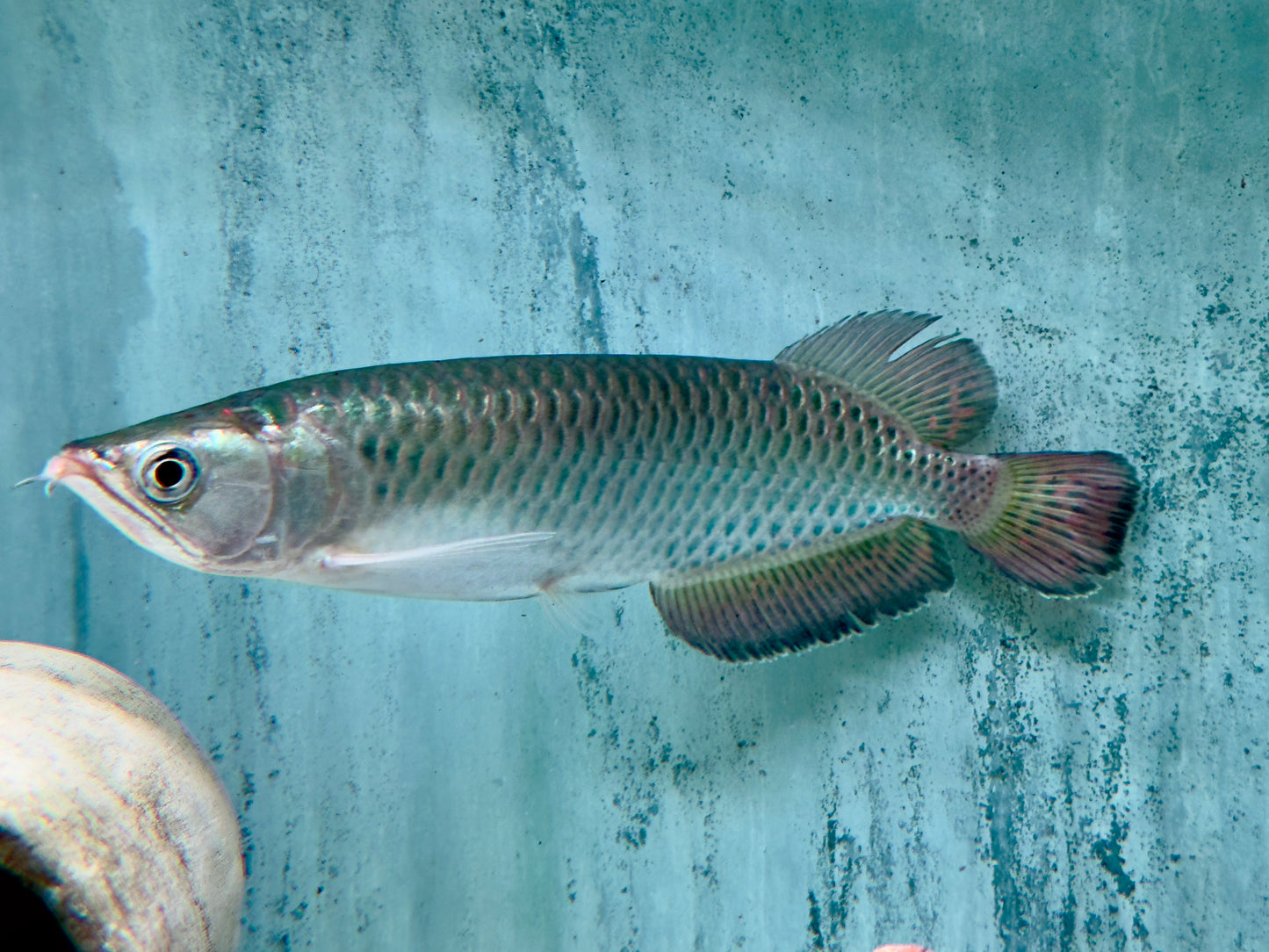 Australischer Knochenzüngler Scleropages jardini 15-17 cm