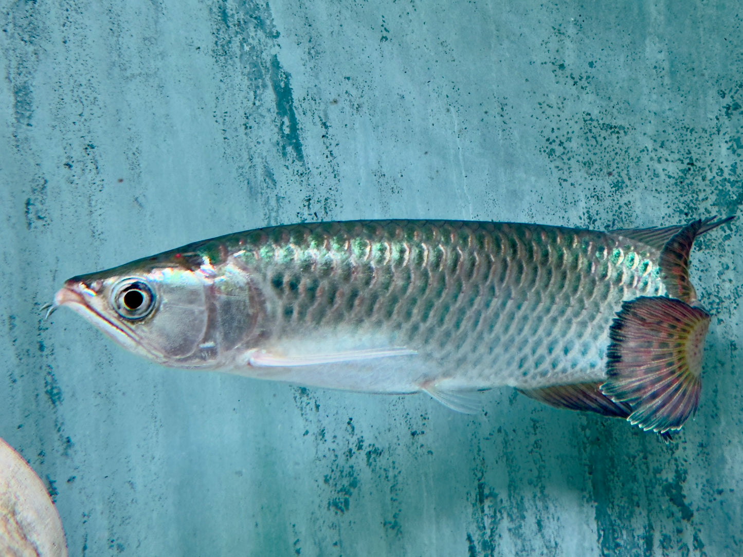 Australischer Knochenzüngler Scleropages jardini 15-17 cm