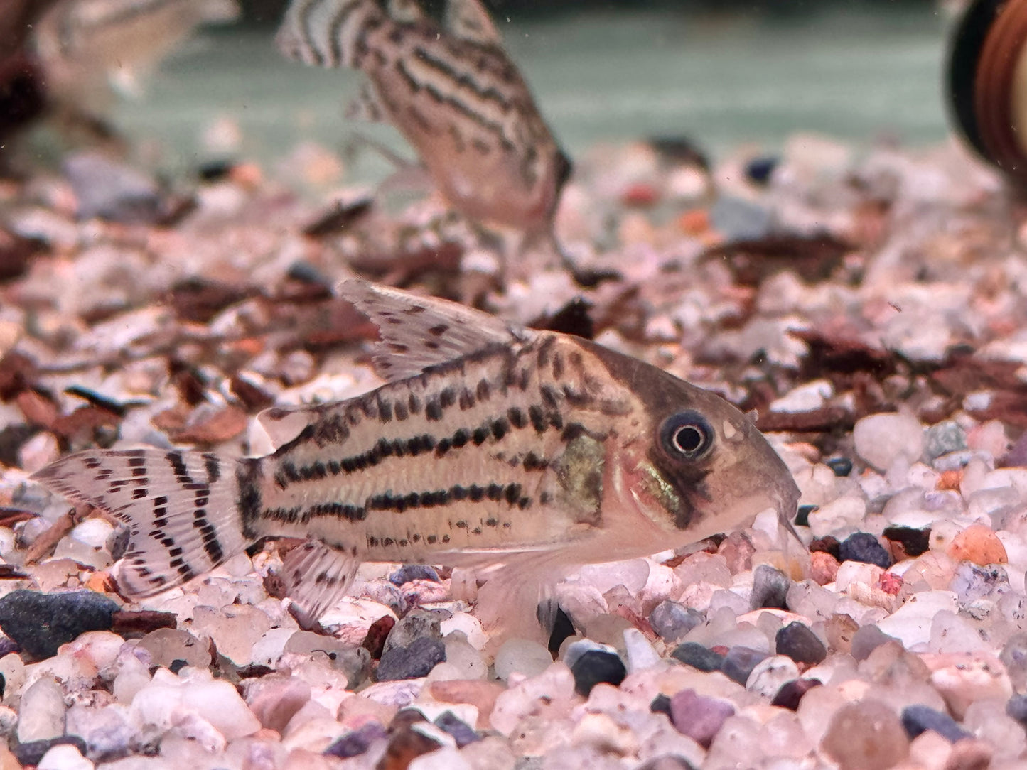 Bänder Panzerwels Hoplisoma Corydoras schwartzi