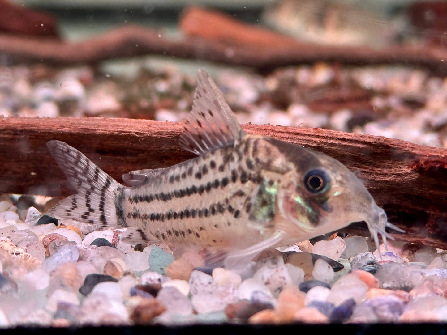 Bänder Panzerwels Hoplisoma Corydoras schwartzi