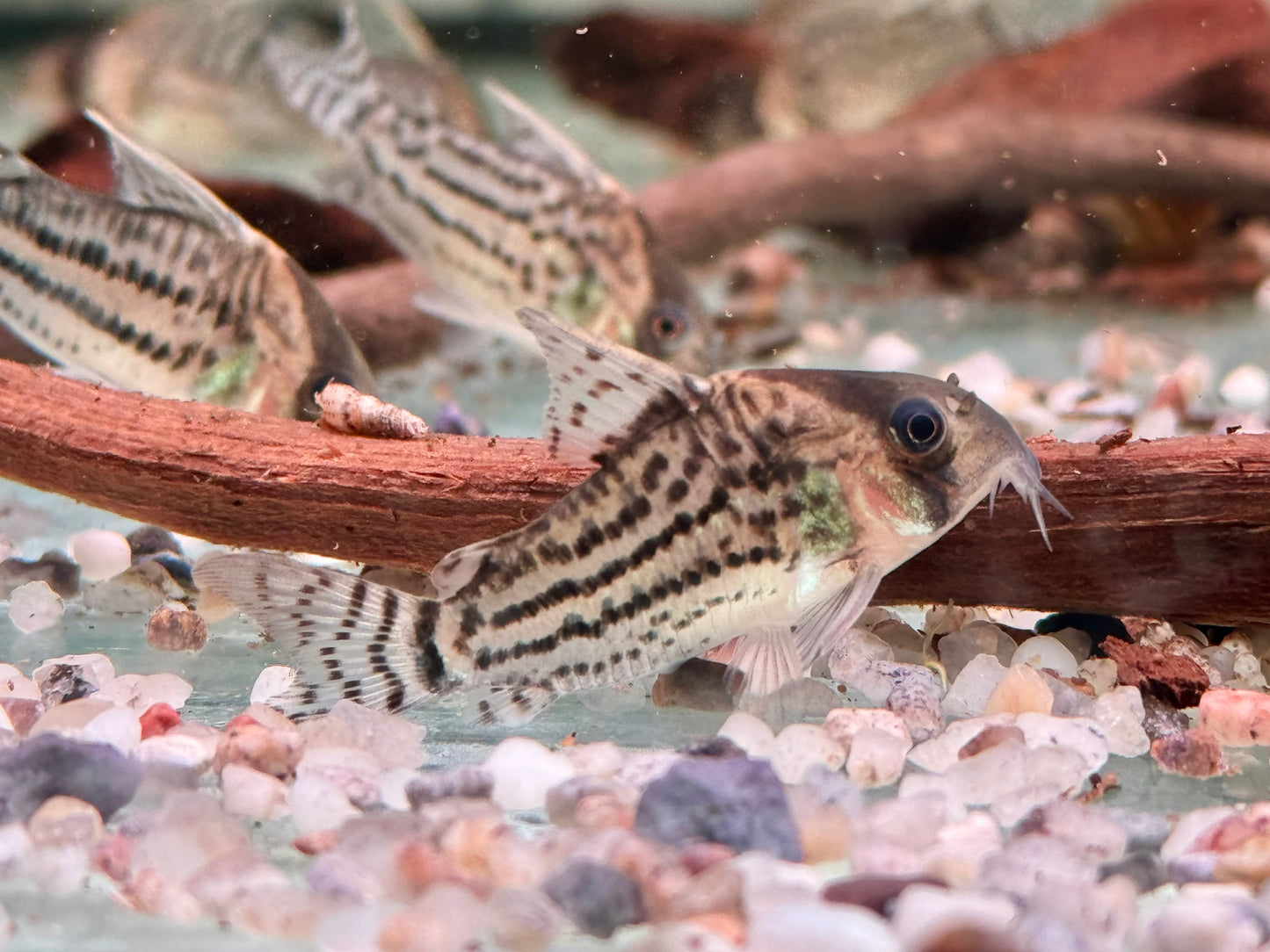 Bänder Panzerwels Hoplisoma Corydoras schwartzi